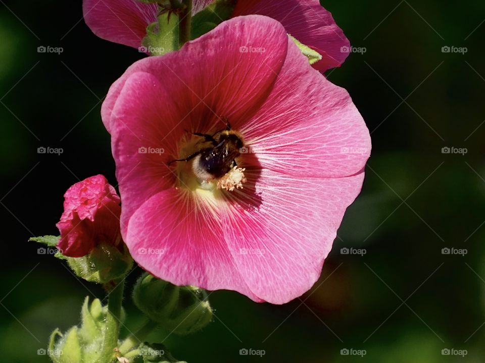 Bee