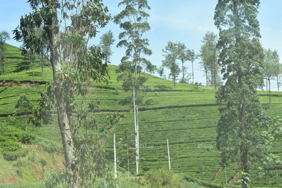 Another Beautiful tea estate