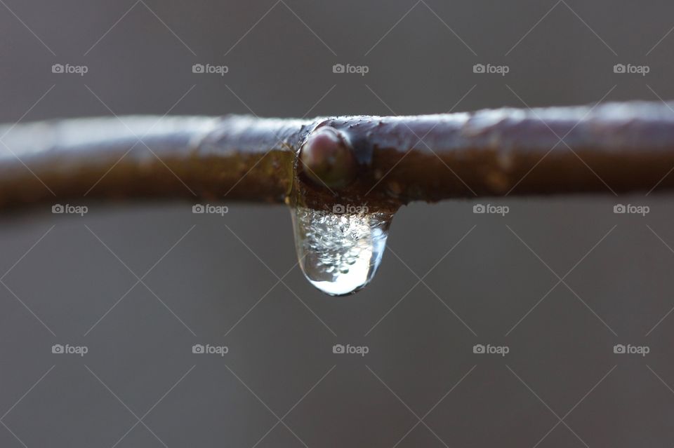 Frozen water drop hanging from tree branch