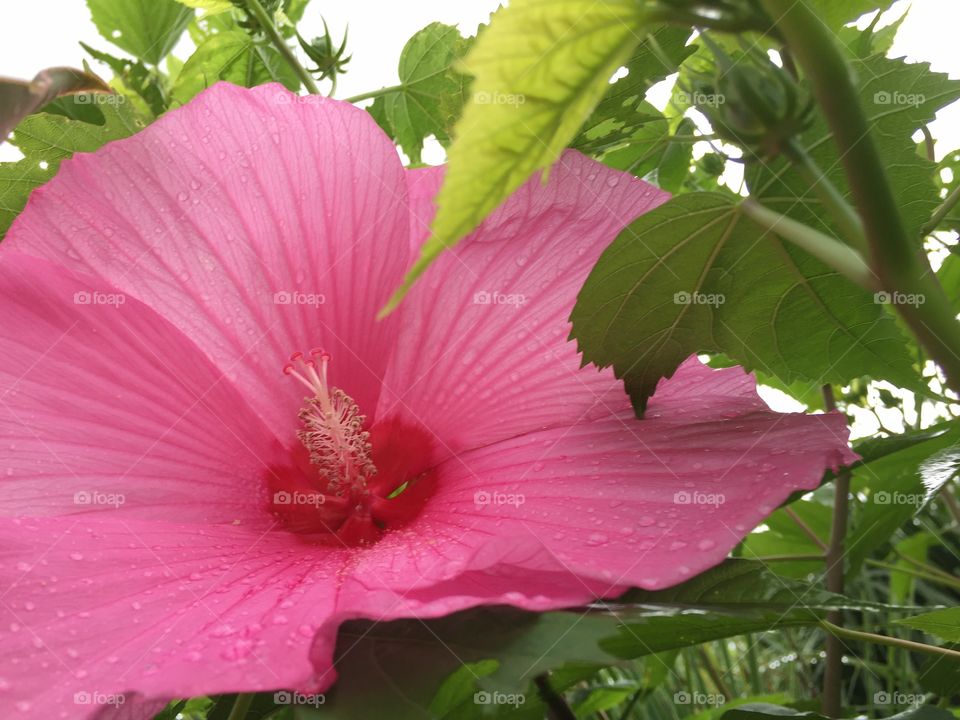 Closeup of pink flower with rain drops on petals 