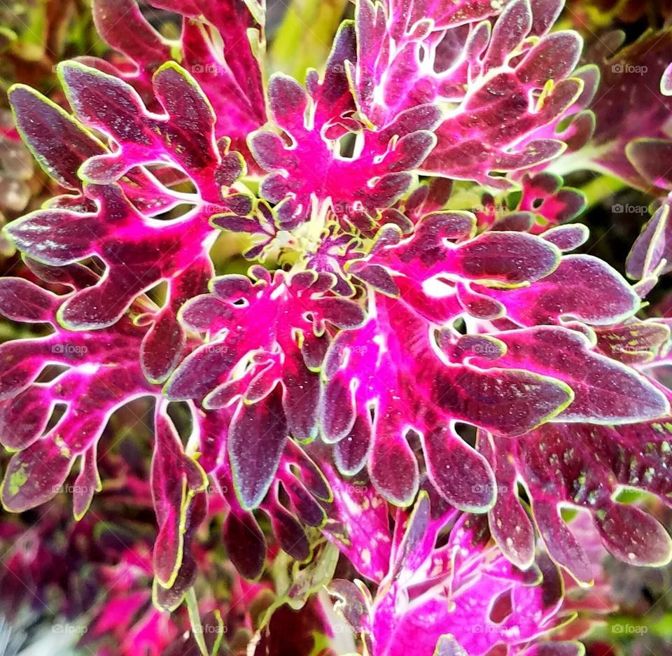 colorful plant