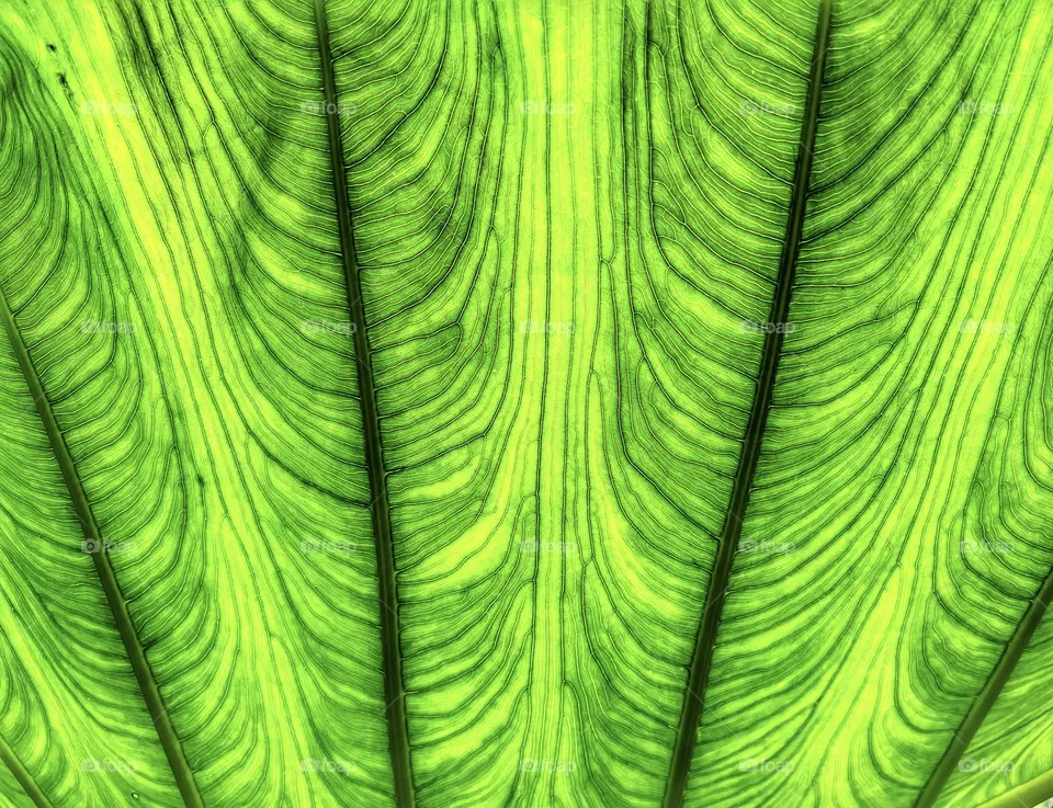 Leaf