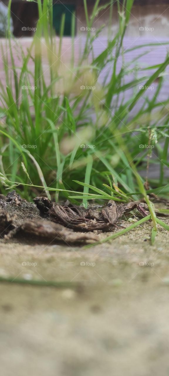 Next to the road green grass comes to life