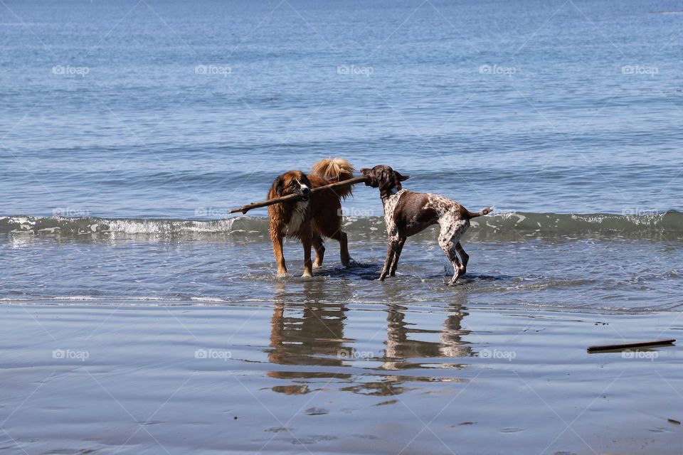 Dogs holding a stick in the mouth 