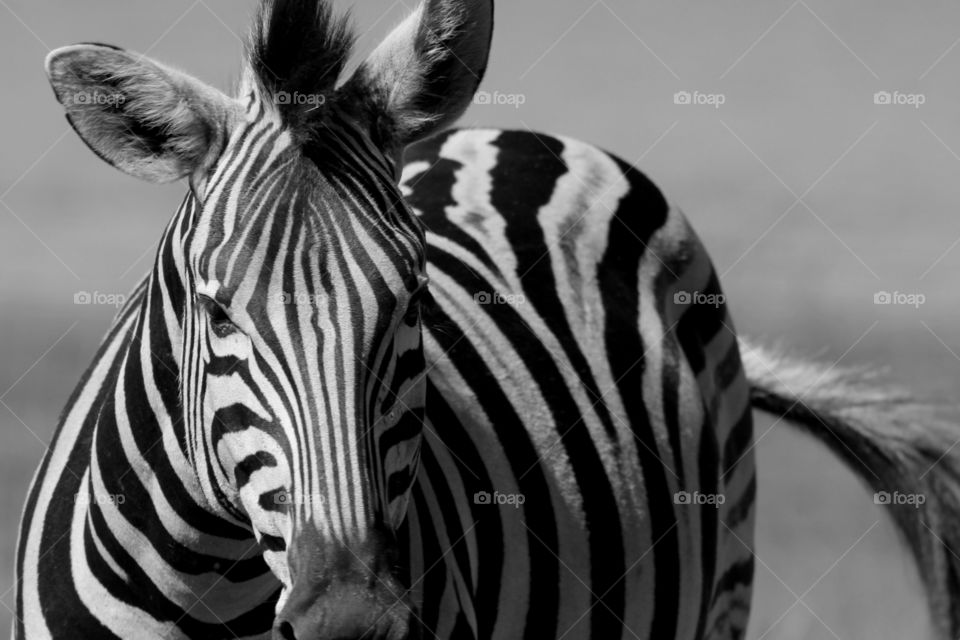 Zebra stripes
