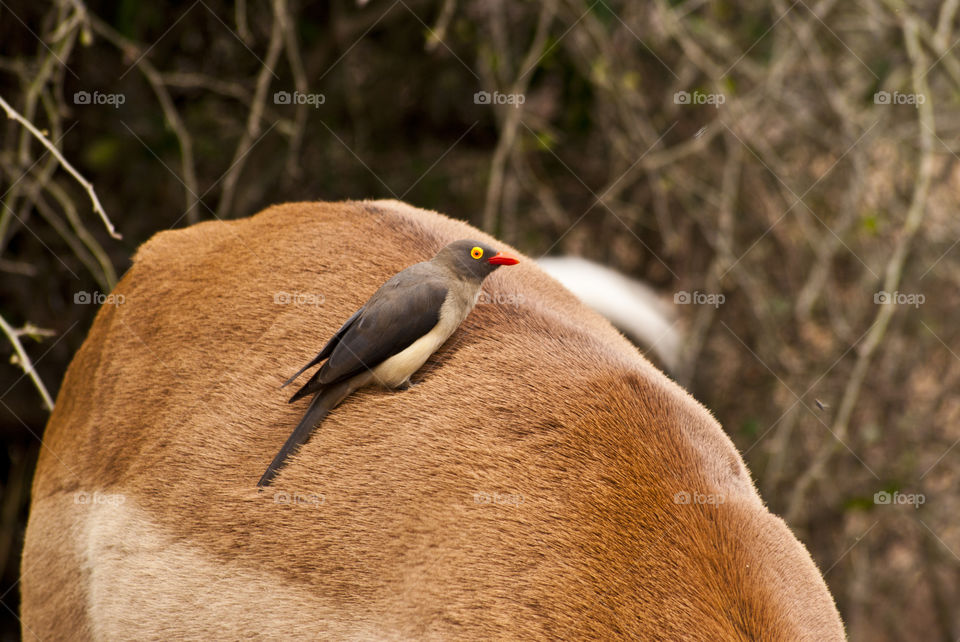 bird with red beak and yellow eye on a antelope