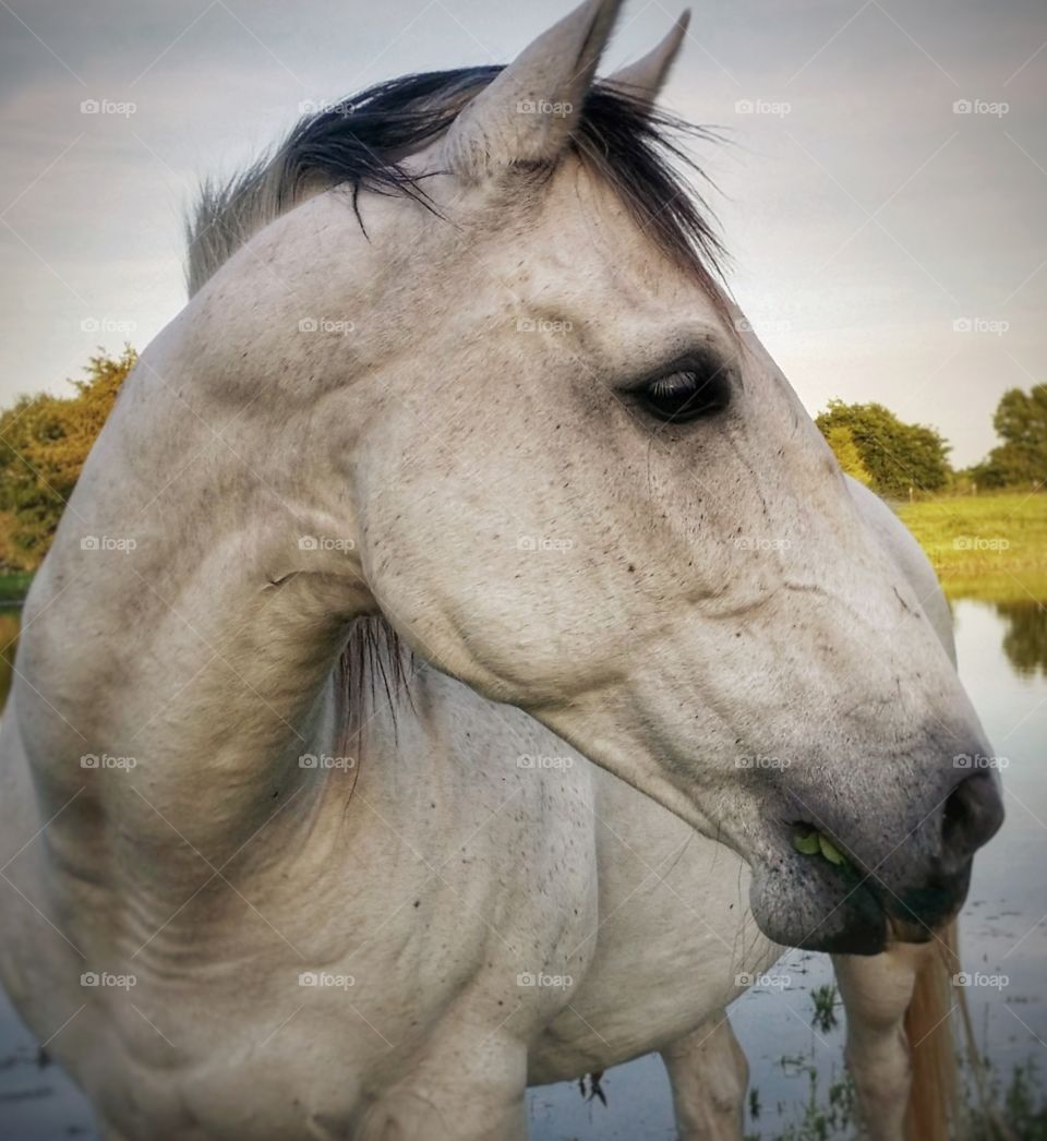 Close-up of a gray horse