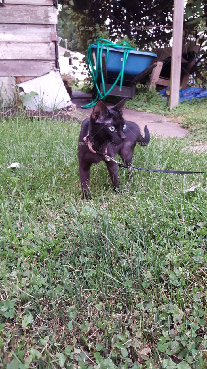 kitty cat enjoying the outdoors