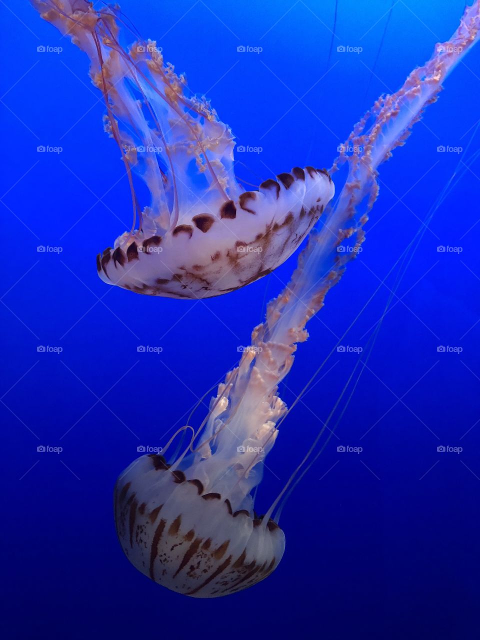 Dancing jellyfish of Monterey Aquarium. 2018
