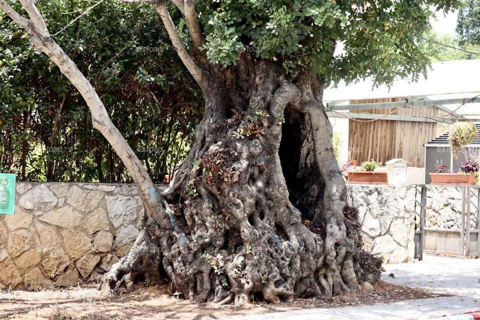 Old carob tree on pavement with big hole in its trunk