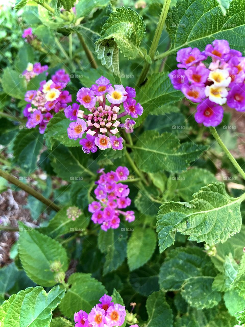 🌹 🇺🇸 Very beautiful flowers to brighten our day.  Live nature and its beauty. Did you like the delicate petals? / 🇧🇷 Flores muito bonitas para alegrar nosso dia. Viva a natureza e sua beleza. Gostaram das pétalas delicadas? 