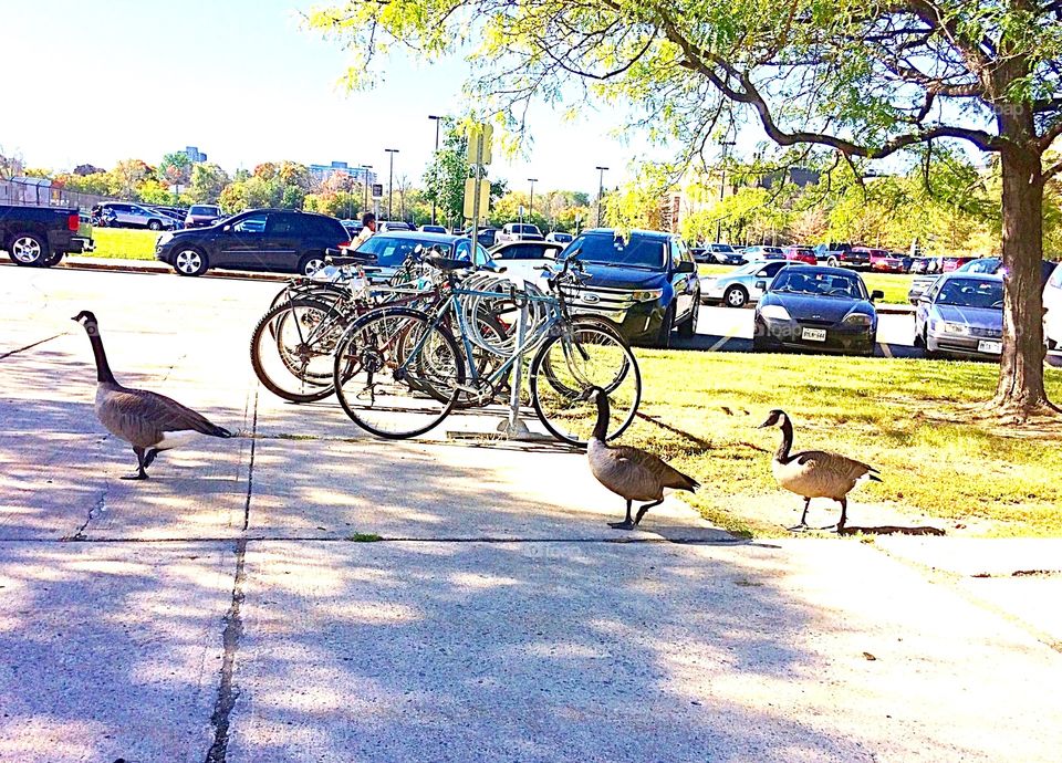 Canada geese strolling down the sidewalk 