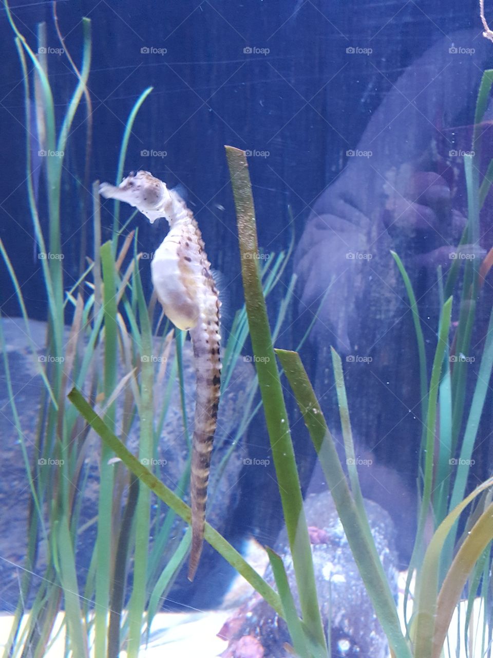 sea horse