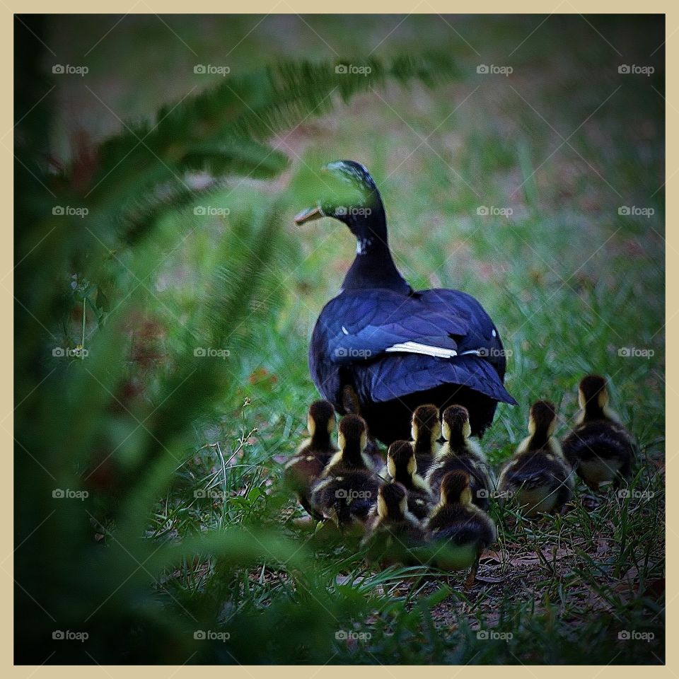 Momma Duck and Ducklings. Momma duck and her little ones scurrying away from my camera