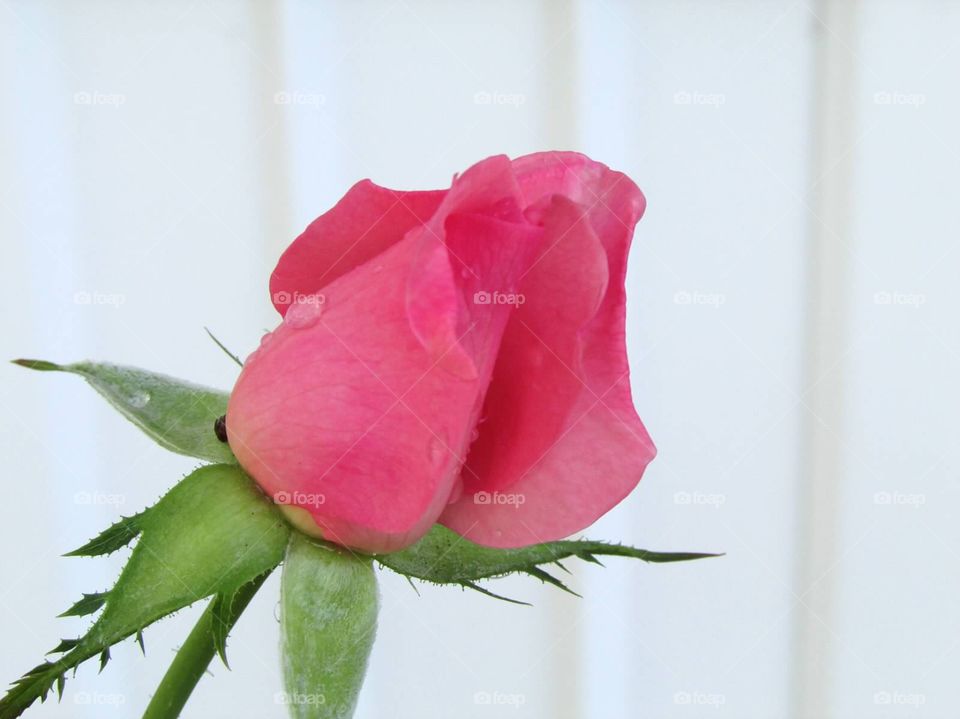One pink rose