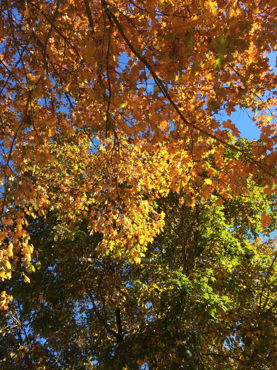 Low angle view of autumn tree