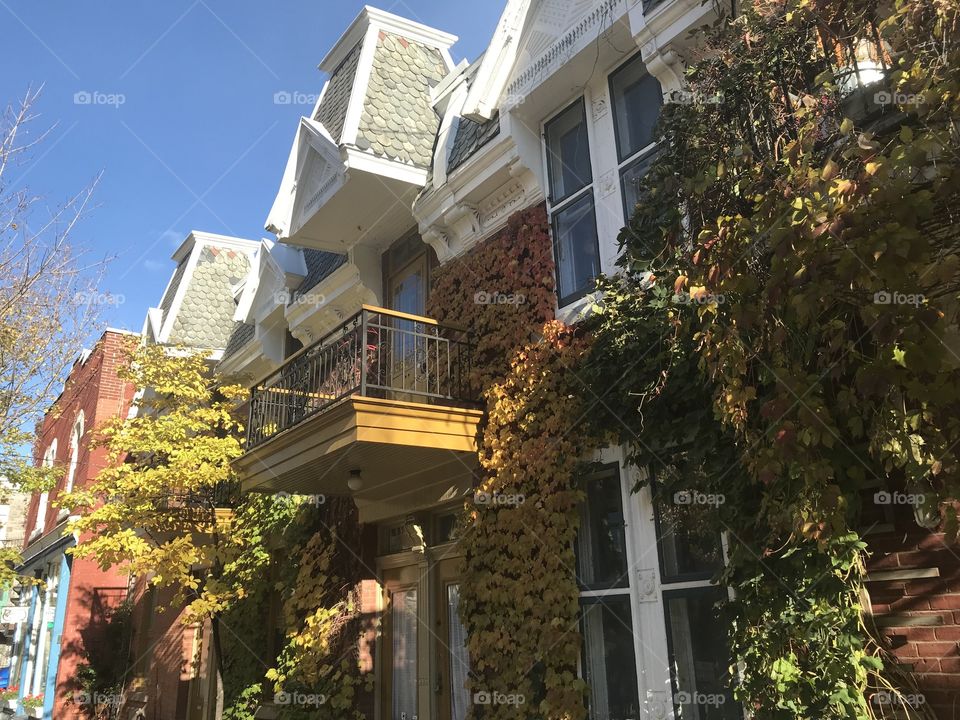Fall foliage and ivy growing on historic houses in the trendy Plateau neighborhood of Montreal, Canada