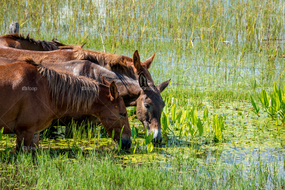 Horses on wetlands pasture 