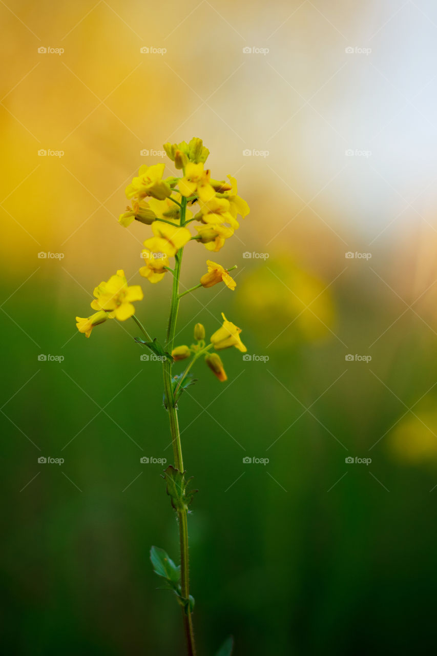 Yellow flower