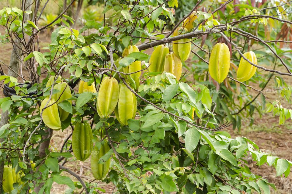 Starfruits On Tree