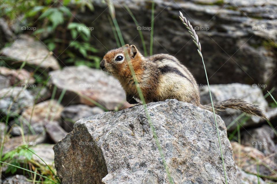 Spotted a little Canadian chipmunk on top of a rock 🇨🇦