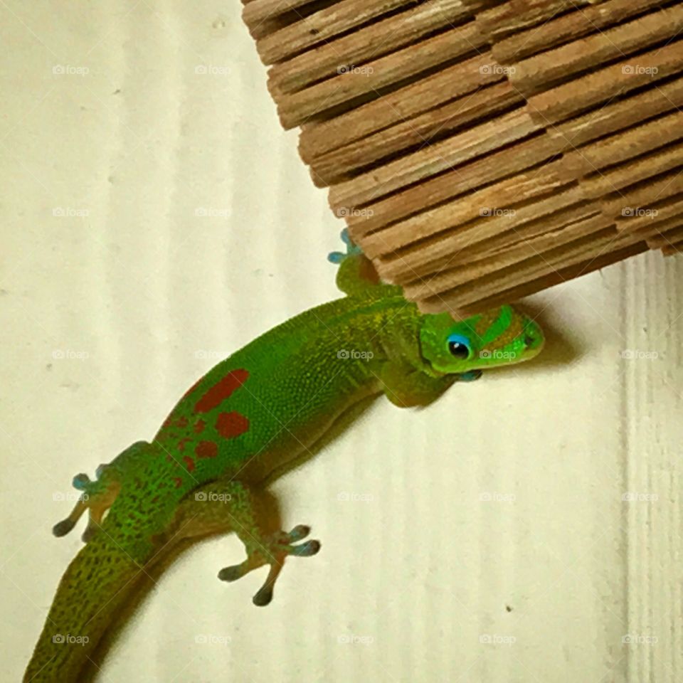 Geckos - if you live on the Big Island of Hawaii, you live on their turf.