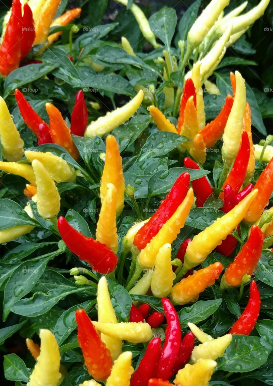 Close-up of multi colored chili peppers
