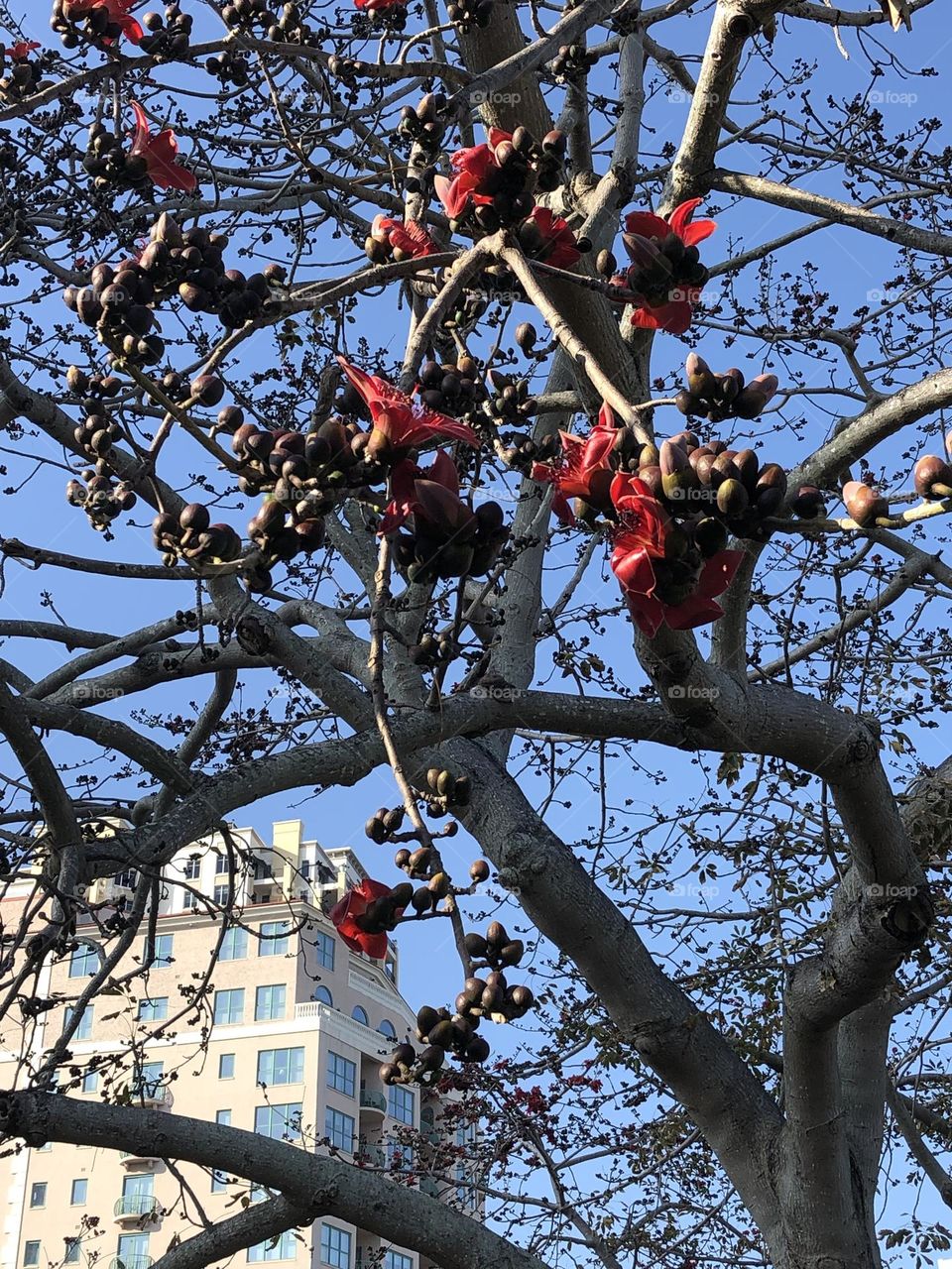 Flowering tree