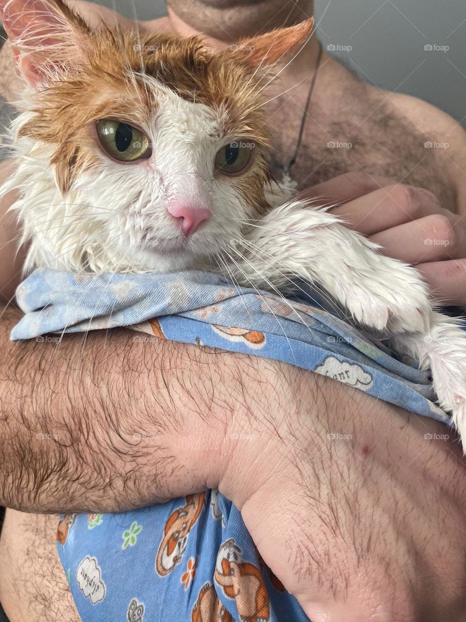 wet  cat