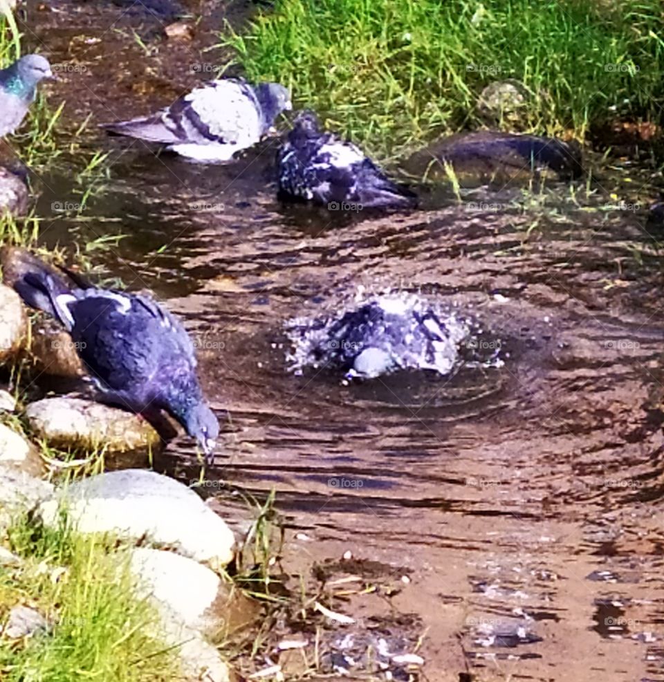 Bathing