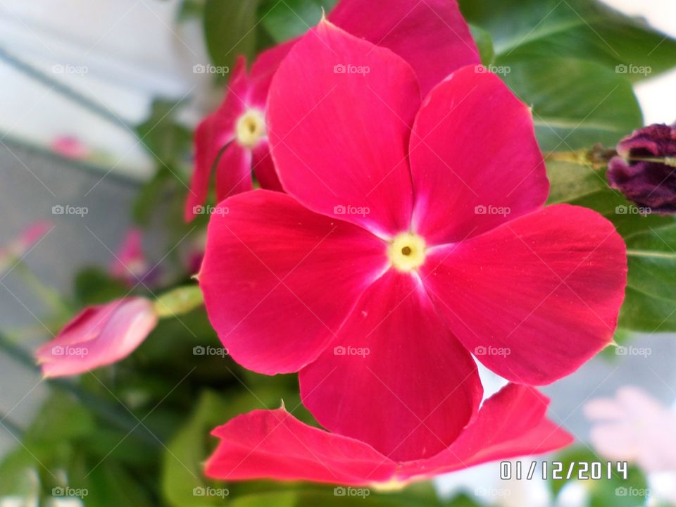 rosy red petals
