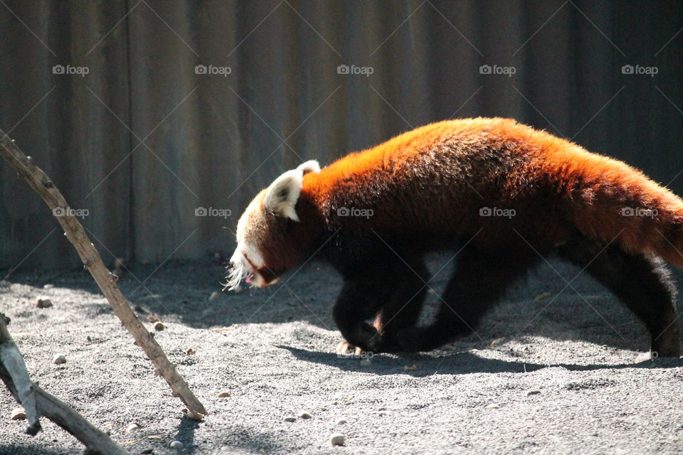 Red panda