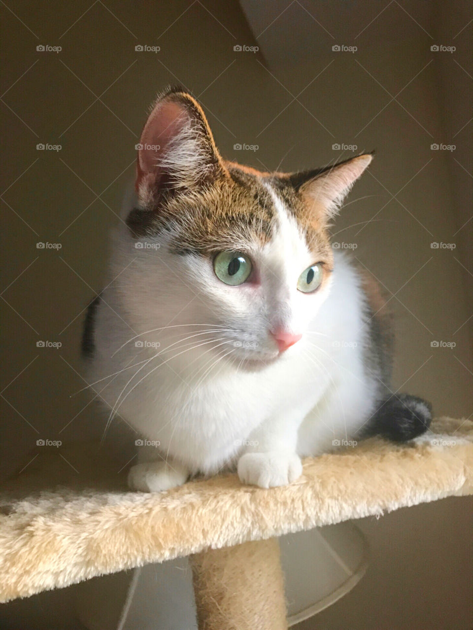 Calico cat perches on furniture