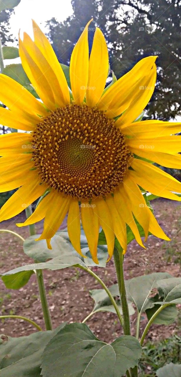 most beautiful and attractive flowers in the farm.