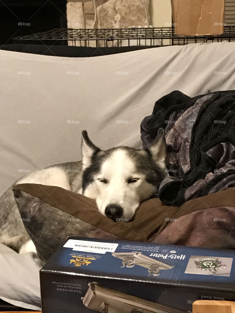 Orion enjoying a nap