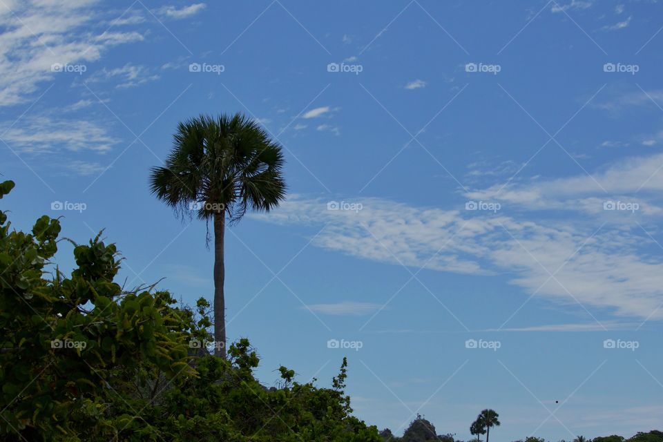 Tall palm tree against sky