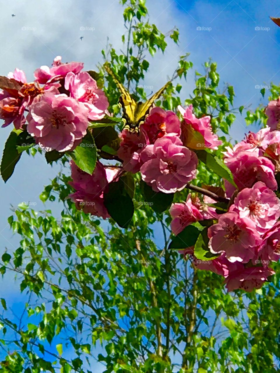 Butterfly on a pink flowering Crabapple tree