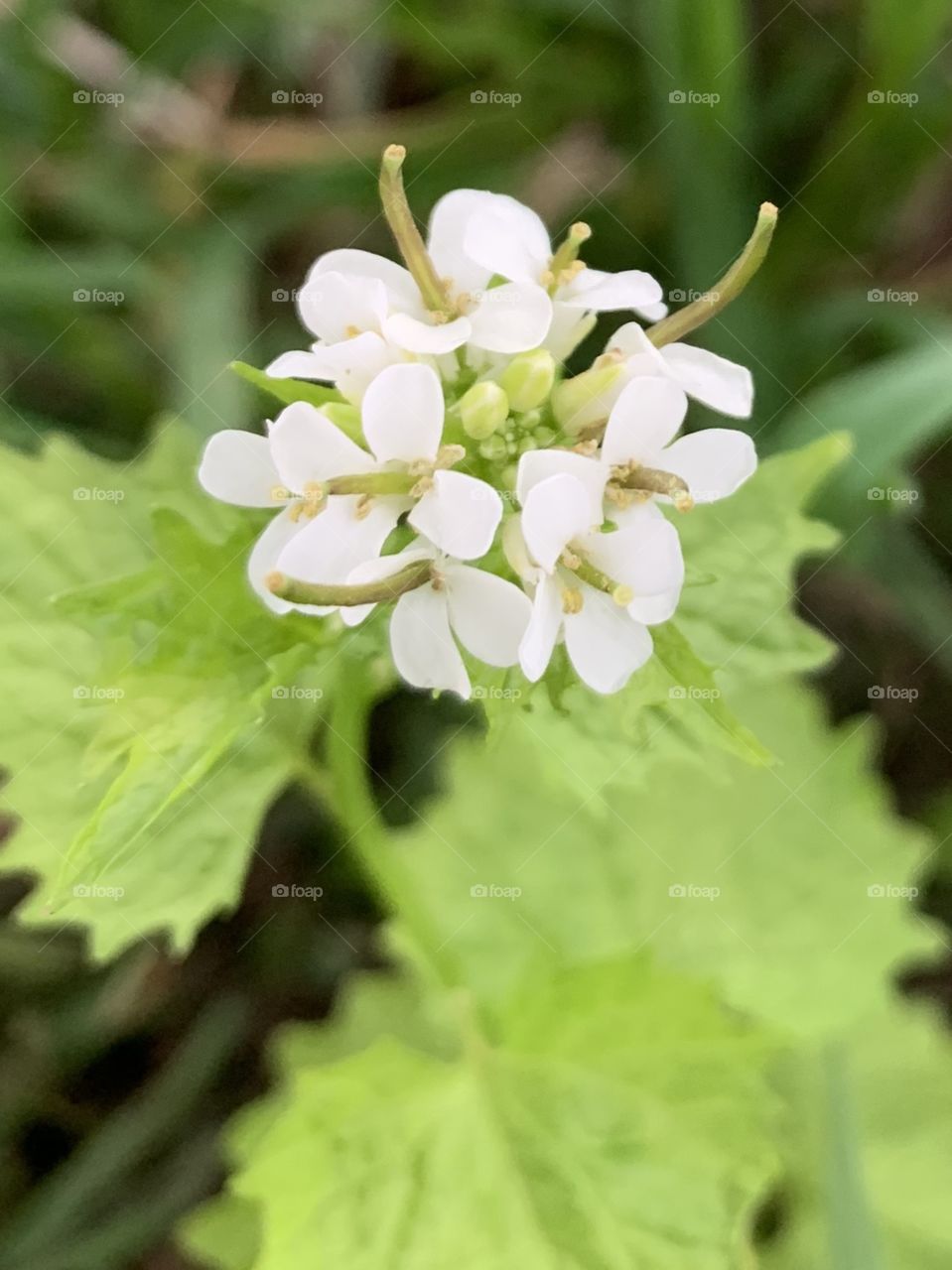 Tiny white wildflower with multiple blossoms and bright green leaves in early spring