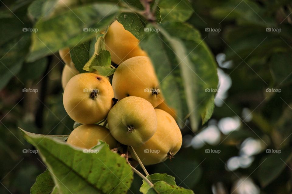 Apple tree.