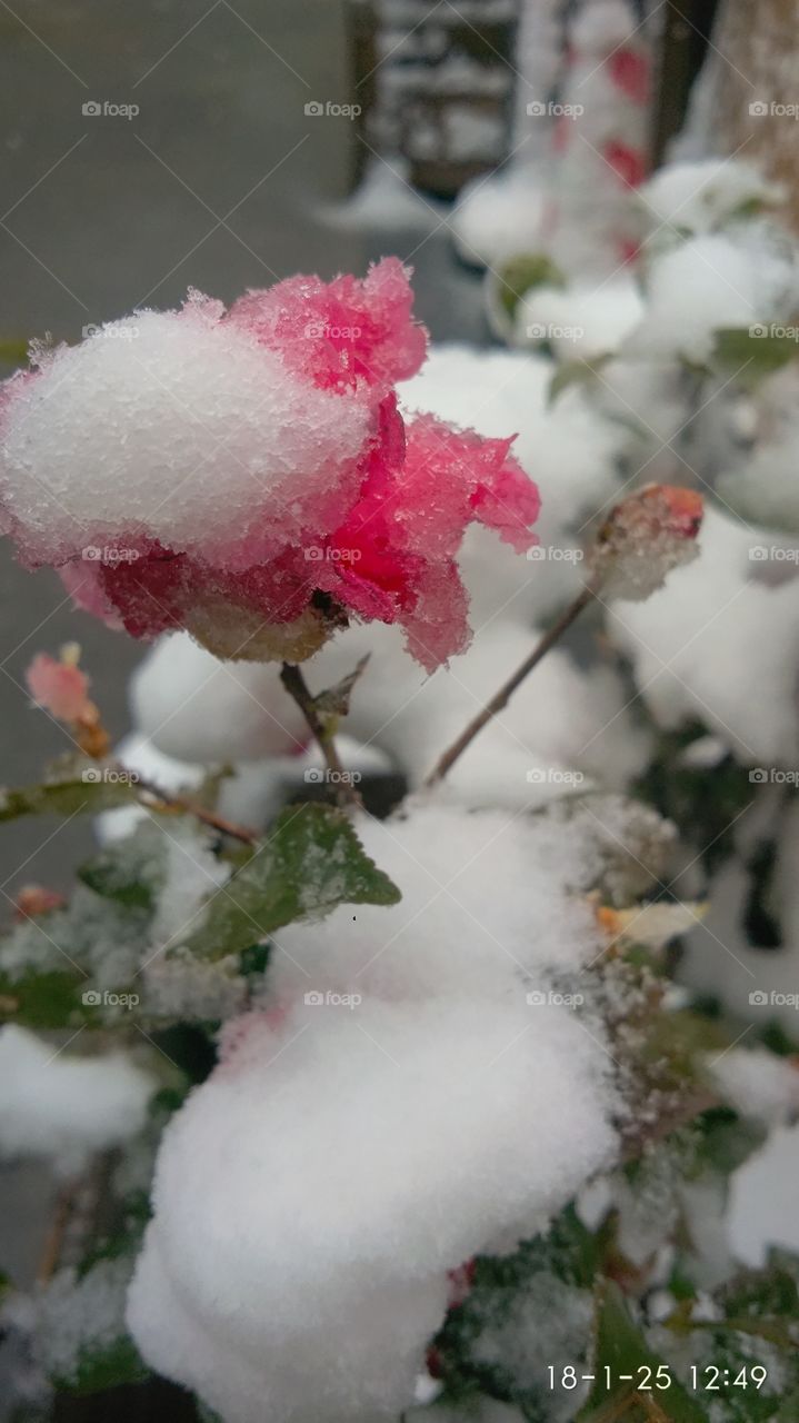 snow flower