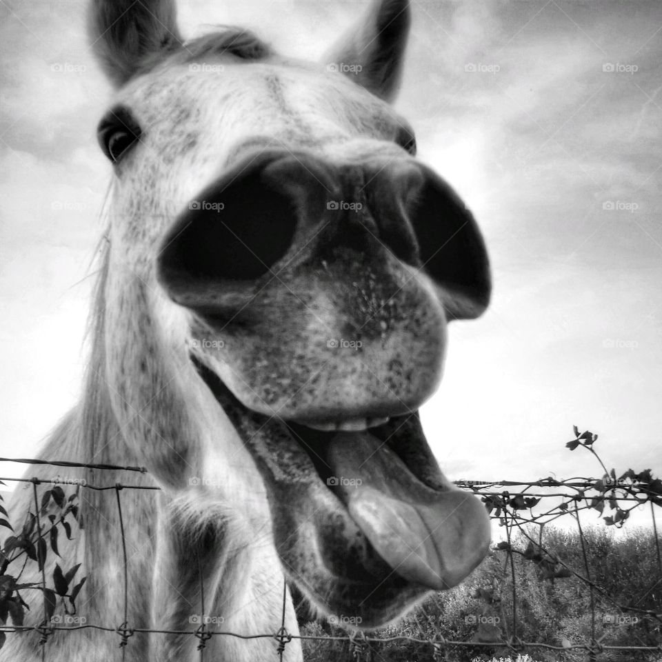 Silly horse selfie