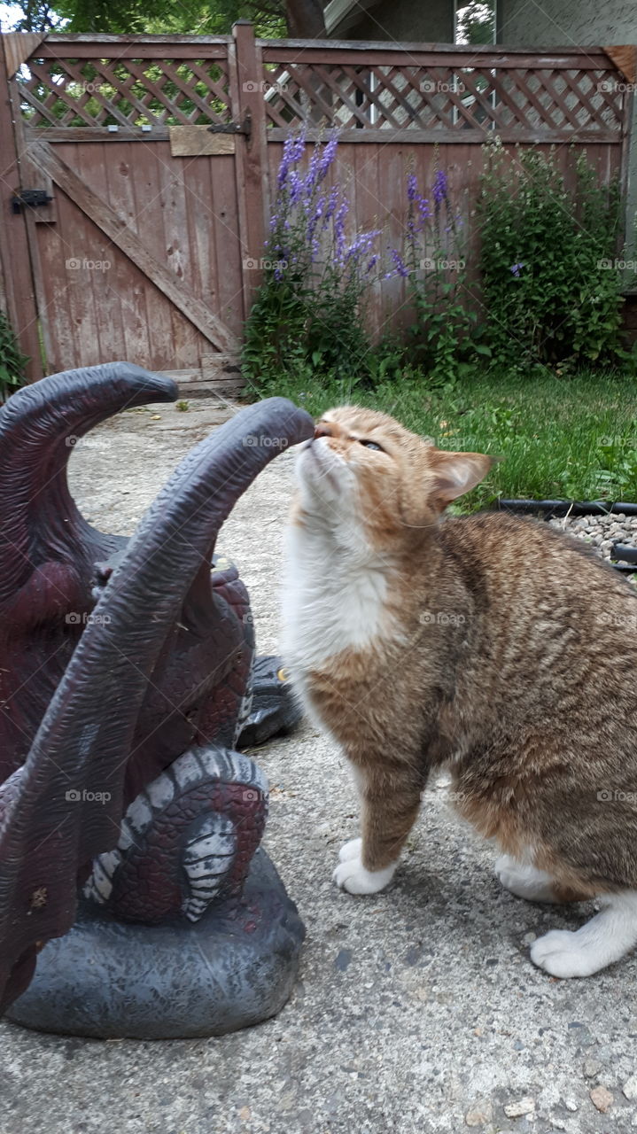 The Mighty Dragon Beheader Cat Sir Kelmister Sniffing his Prize