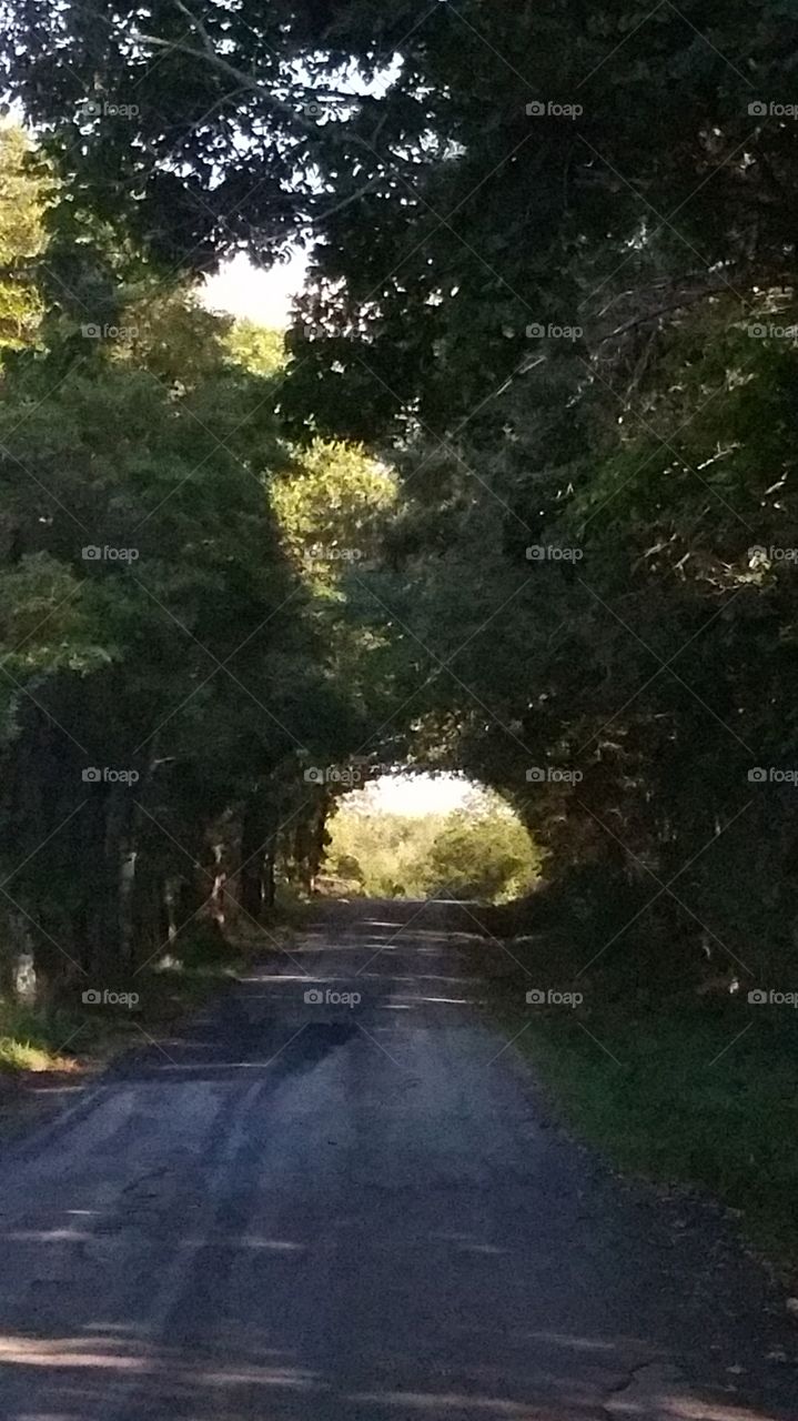 Road leading to Dawt Mill. Around Dor
a Mo.