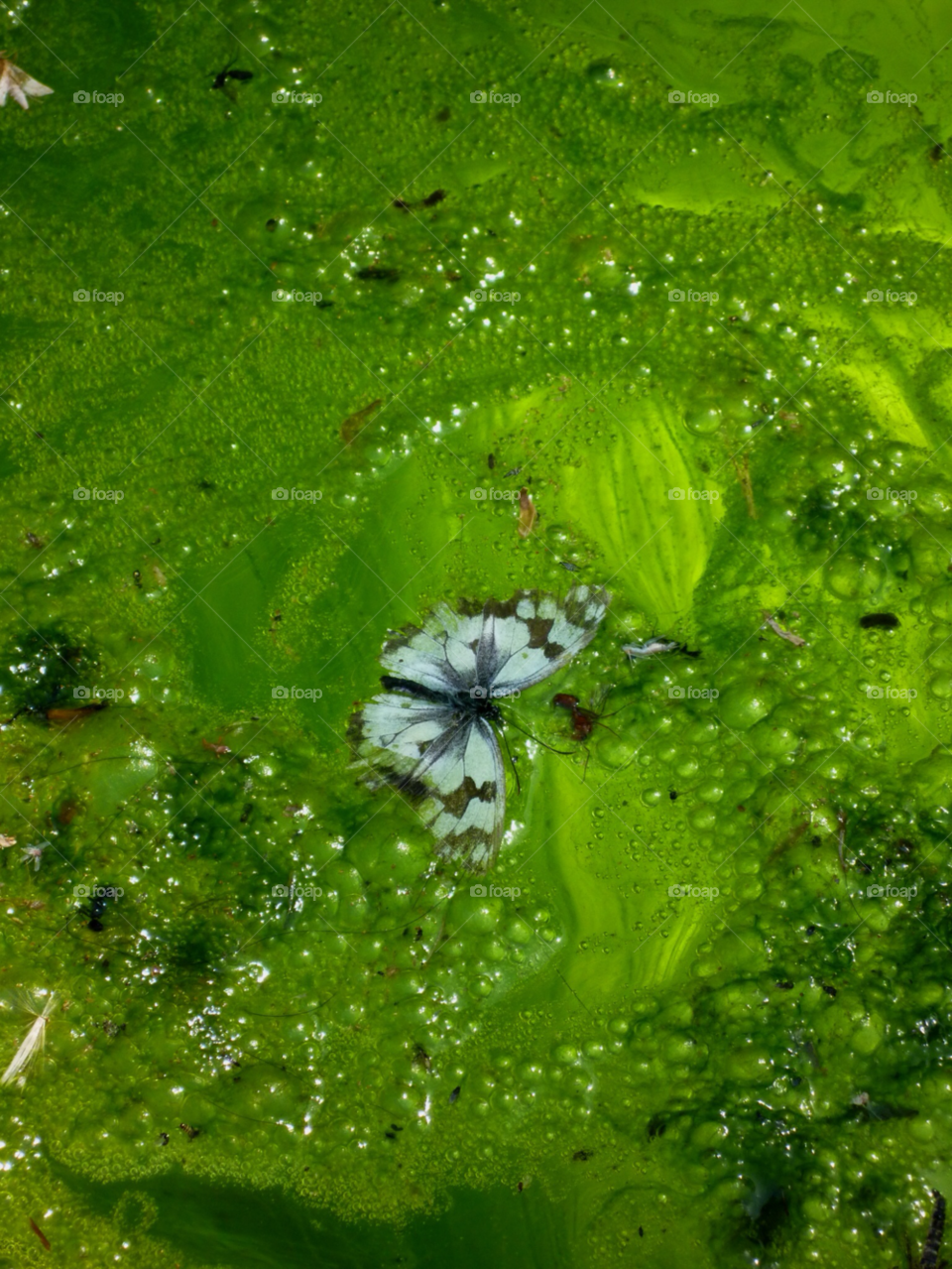 water butterfly fountain algae by kenglund