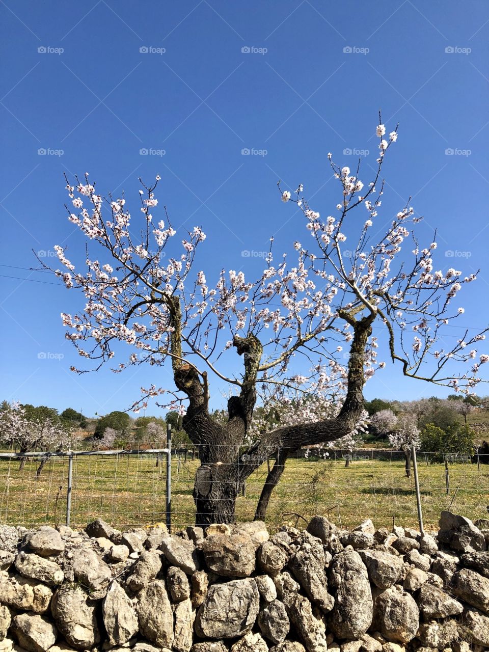 Almond tree 