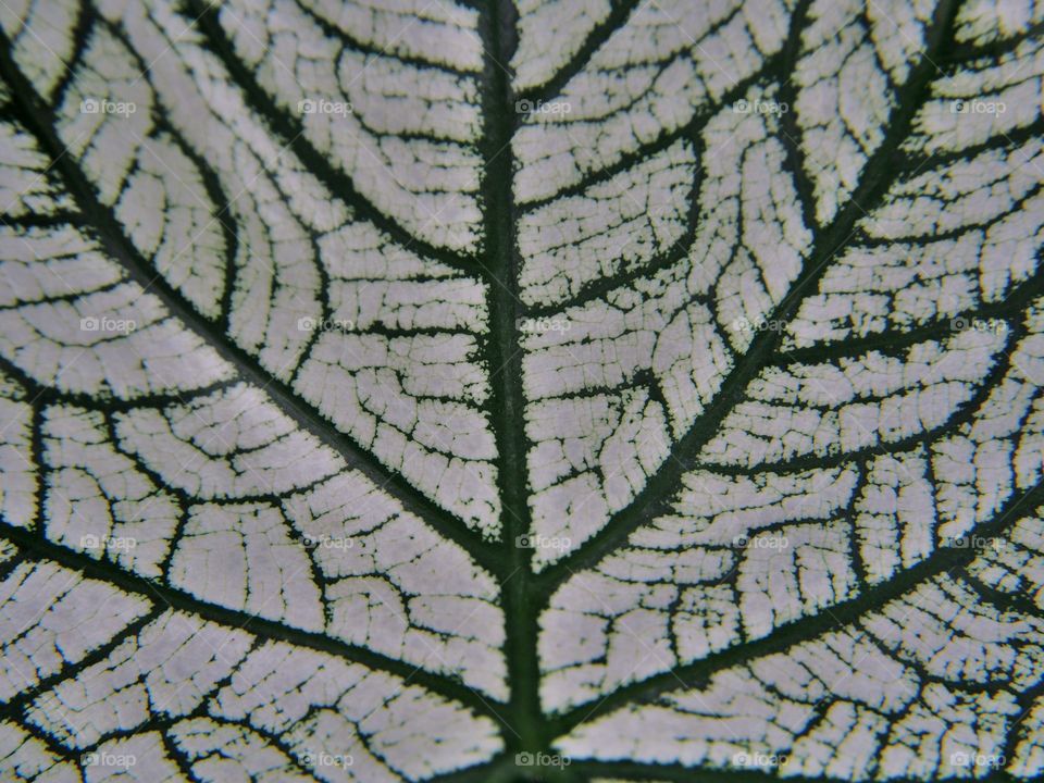 Leaf abstract