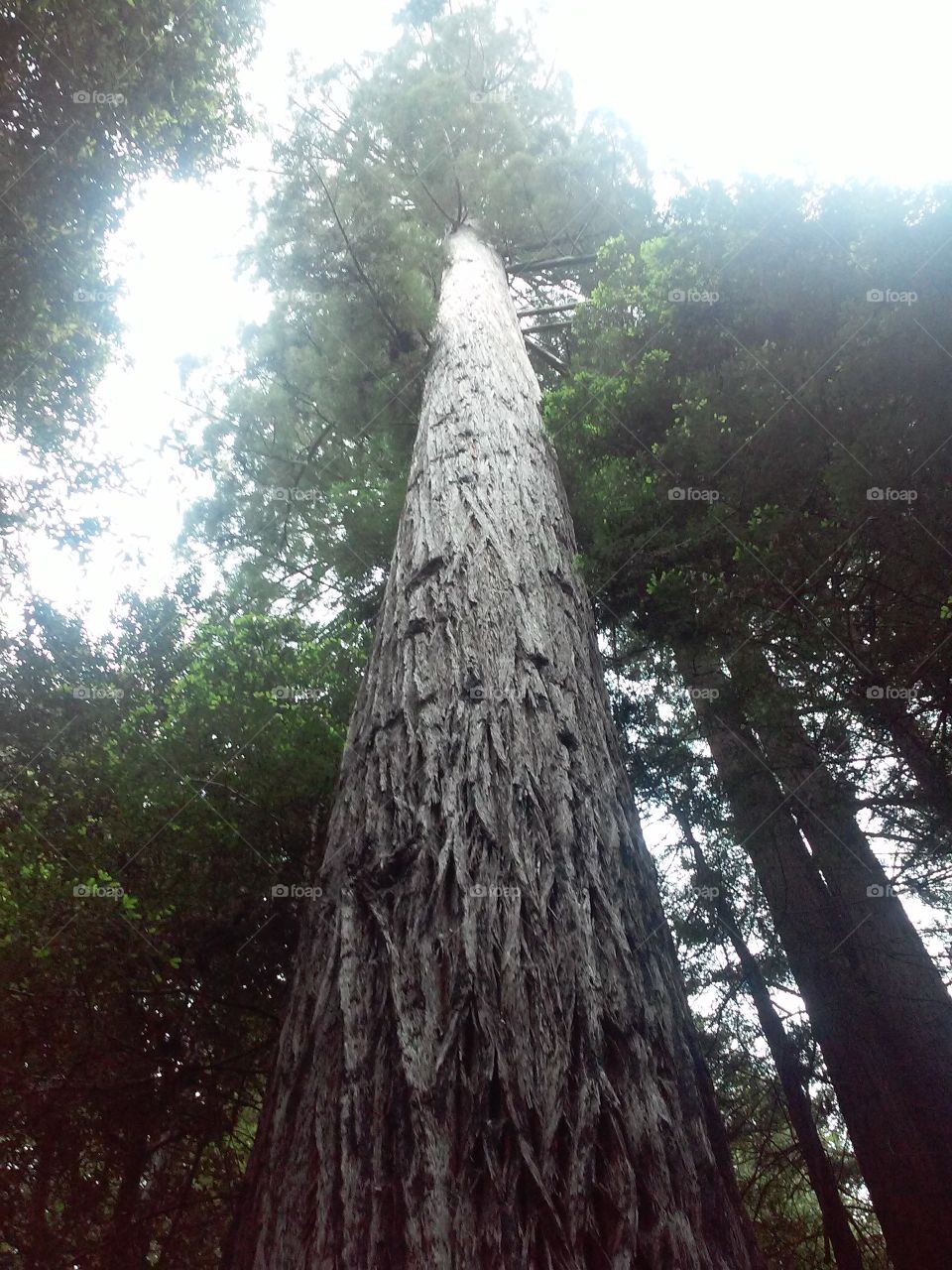 Great White Redwood Tree. beautiful hike near our house