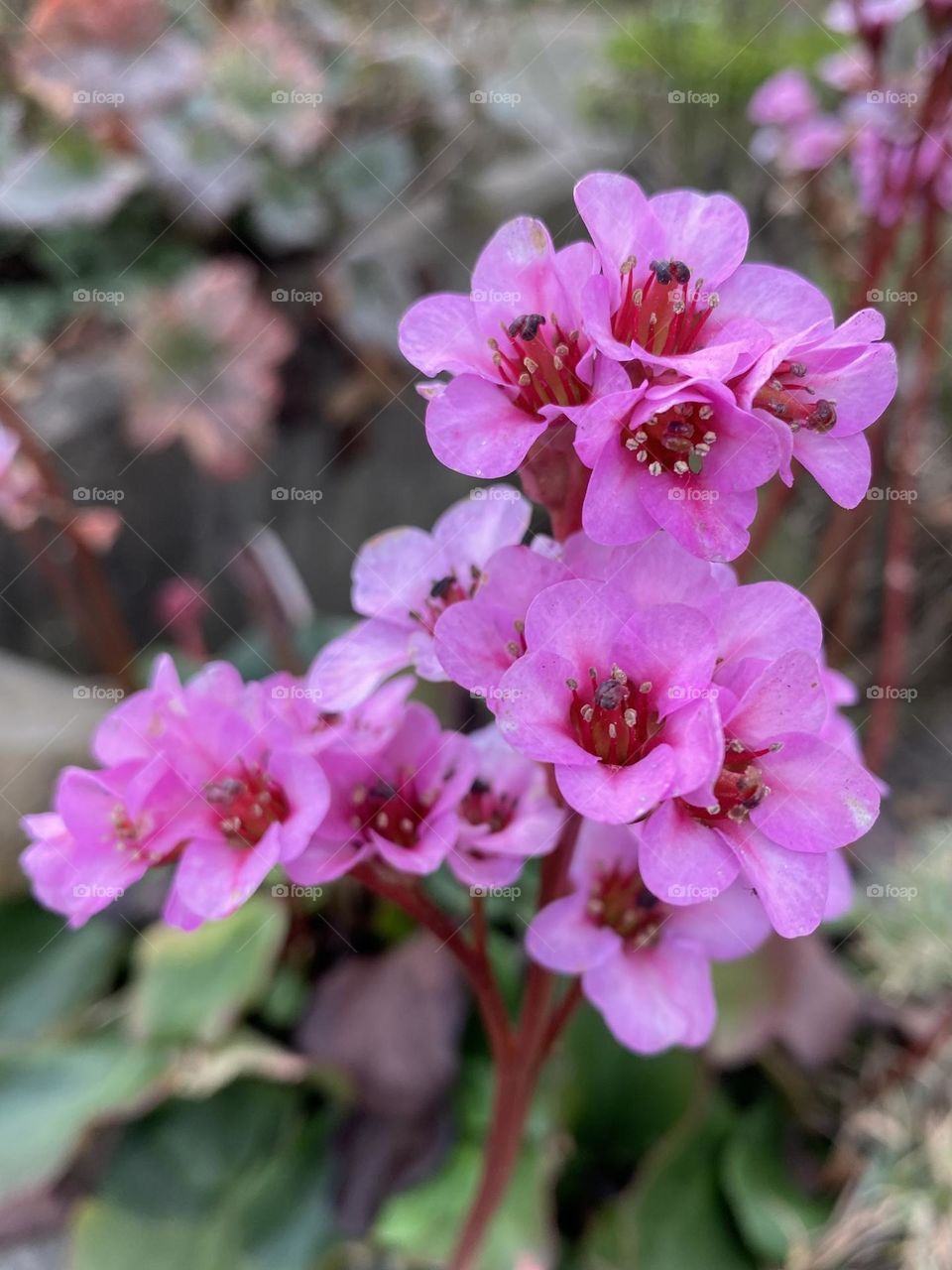 Bergenia 