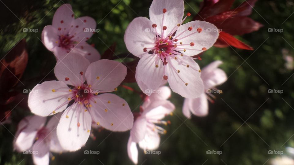 flowering cherry 