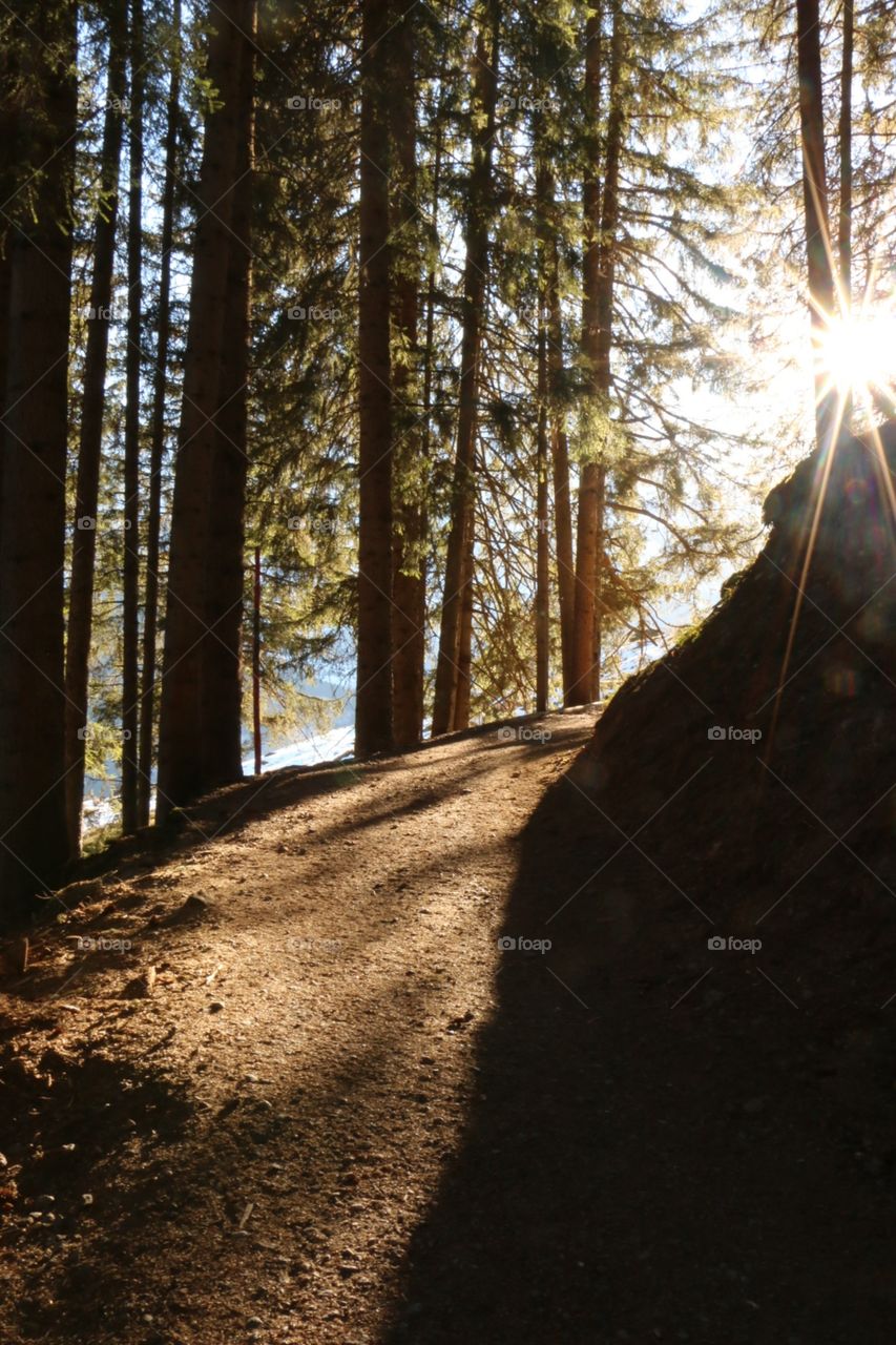 Beautiful alpine photograph of the sun through pine trees! Beautiful light and contrast! 